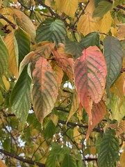 Prunus avium