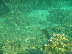 Seriola dumerili