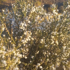Eriocephalus ericoides