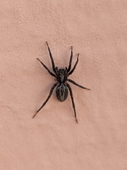 Alopecosa albofasciata