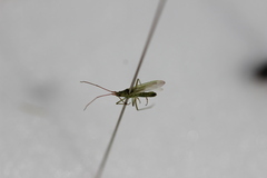 Trigonotylus caelestialium