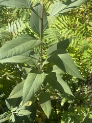 Helianthus tuberosus