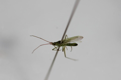 Trigonotylus caelestialium