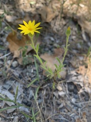 Croptilon divaricatum