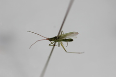 Trigonotylus caelestialium