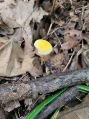 Pluteus chrysophlebius