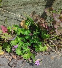Geranium molle