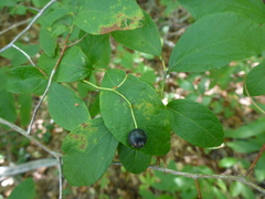 Vaccinium pallidum