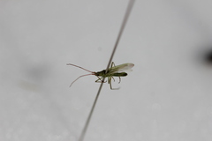 Trigonotylus caelestialium