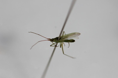 Trigonotylus caelestialium