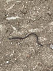 Enulius flavitorques