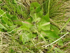 Hypochaeris maculata