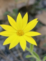 Croptilon divaricatum