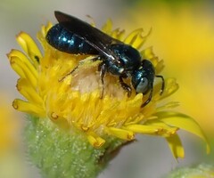 Ceratina floridana