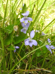 Viola canina