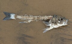 Dicentrarchus labrax