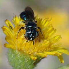 Ceratina floridana