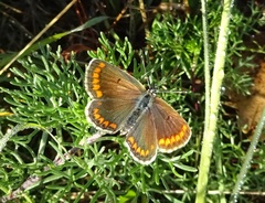 Aricia agestis