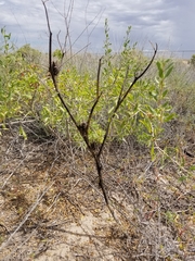 Datura quercifolia