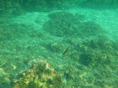 Seriola dumerili