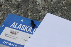 Pterostichus melanarius