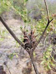 Datura quercifolia