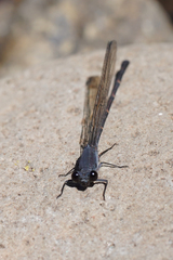 Argia lugens