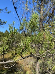 Pinus banksiana