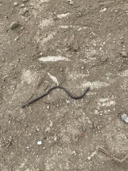 Enulius flavitorques