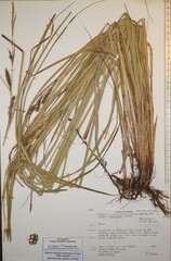 Carex × subimpressa