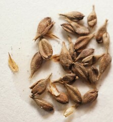 Carex × subimpressa