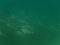 Umbrina roncador