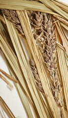 Carex × subimpressa