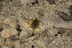 Speyeria callippe