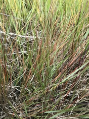 Sporobolus pumilus