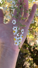 Symphyotrichum pilosum