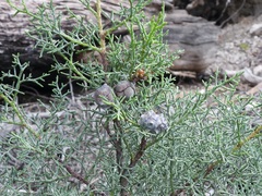 Cupressus arizonica