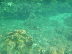 Seriola dumerili