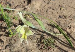 Gladiolus ceresianus