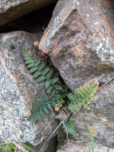 Asplenium cordatum (Asplenium cordatum)