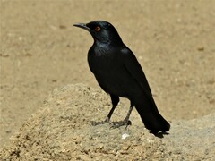 Onychognathus nabouroup