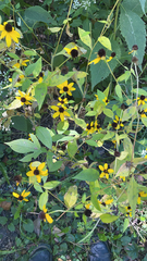 Rudbeckia triloba