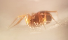 Entelecara erythropus