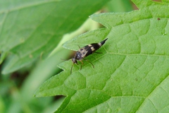 Glipa oculata