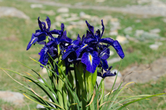 Iris latifolia