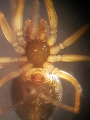 Entelecara erythropus