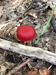 Hygrocybe coccinea
