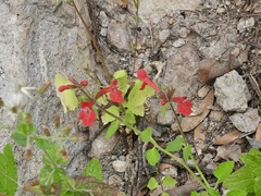 Stachys coccinea