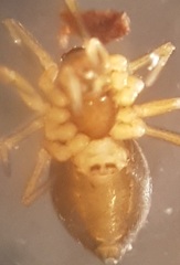 Hybocoptus corrugis