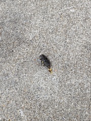 Chrysobothris femorata